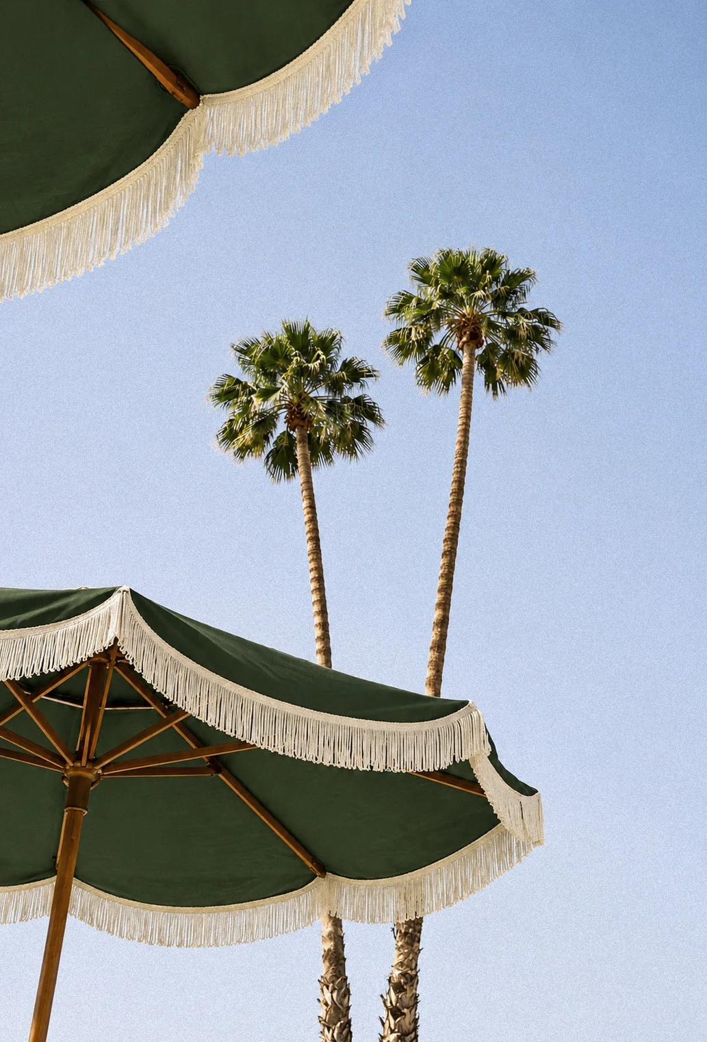 Palm trees and a Skin Aegis seasonal getaway